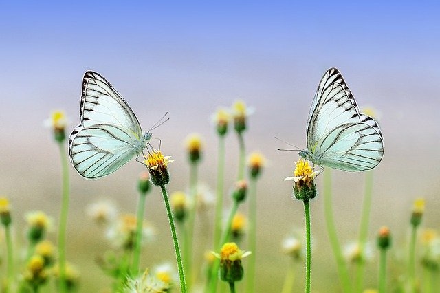 mariposas sobre flores