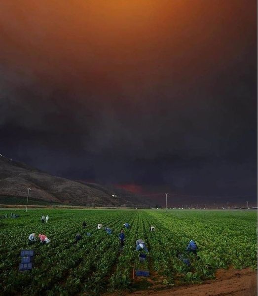 Trabajadores agrícolas en el campo en Camarillo, California.