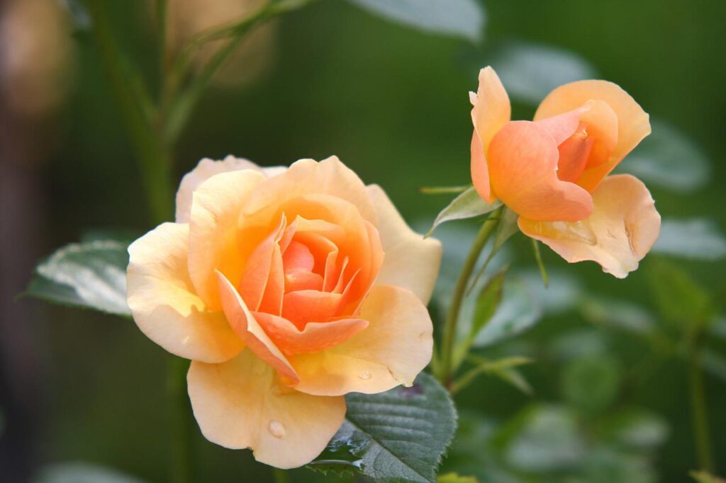 rosas naranja