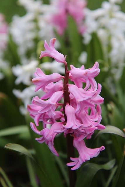 Hyacinth 3286993 640