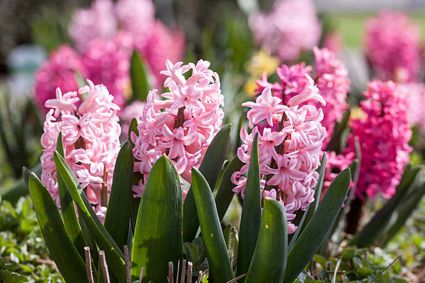 A group pink hyacinths